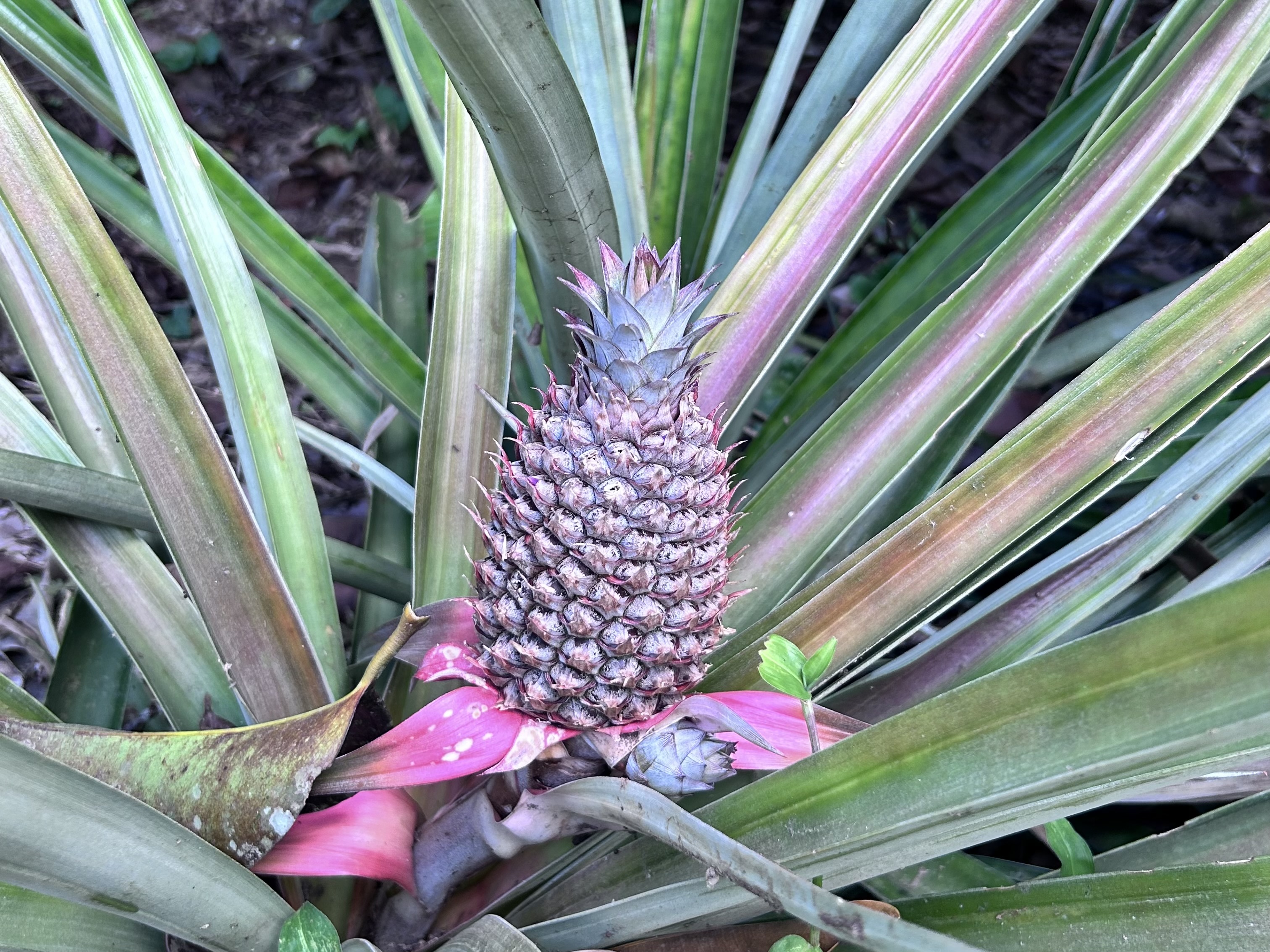 Ananas