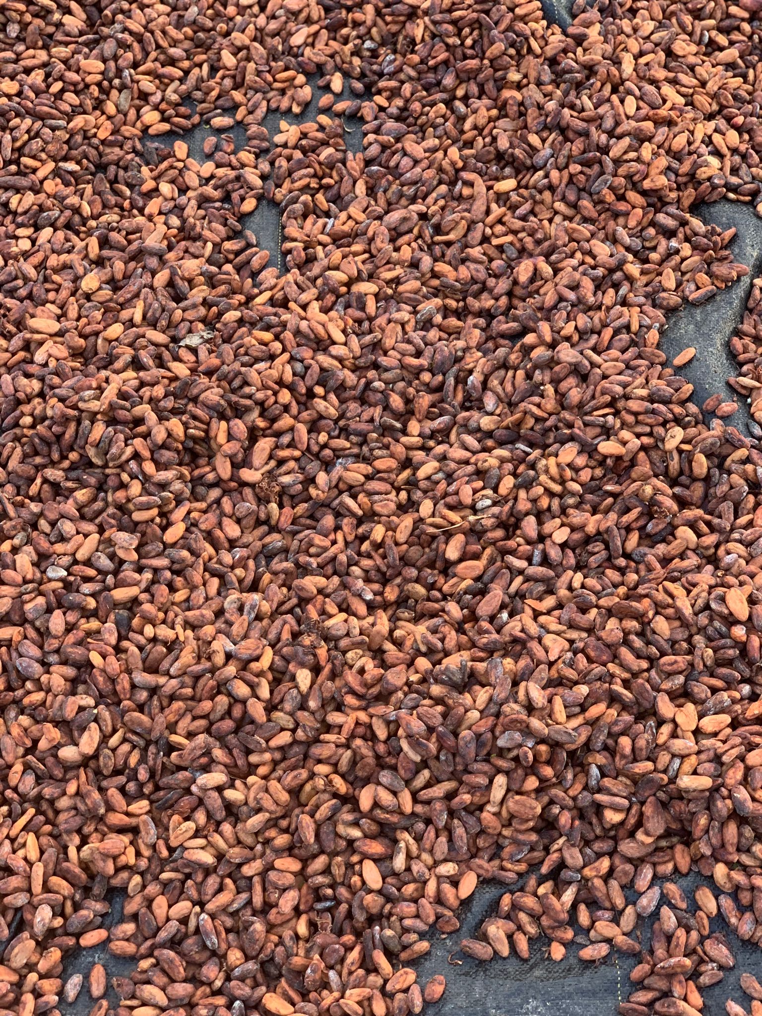 Tour cacao