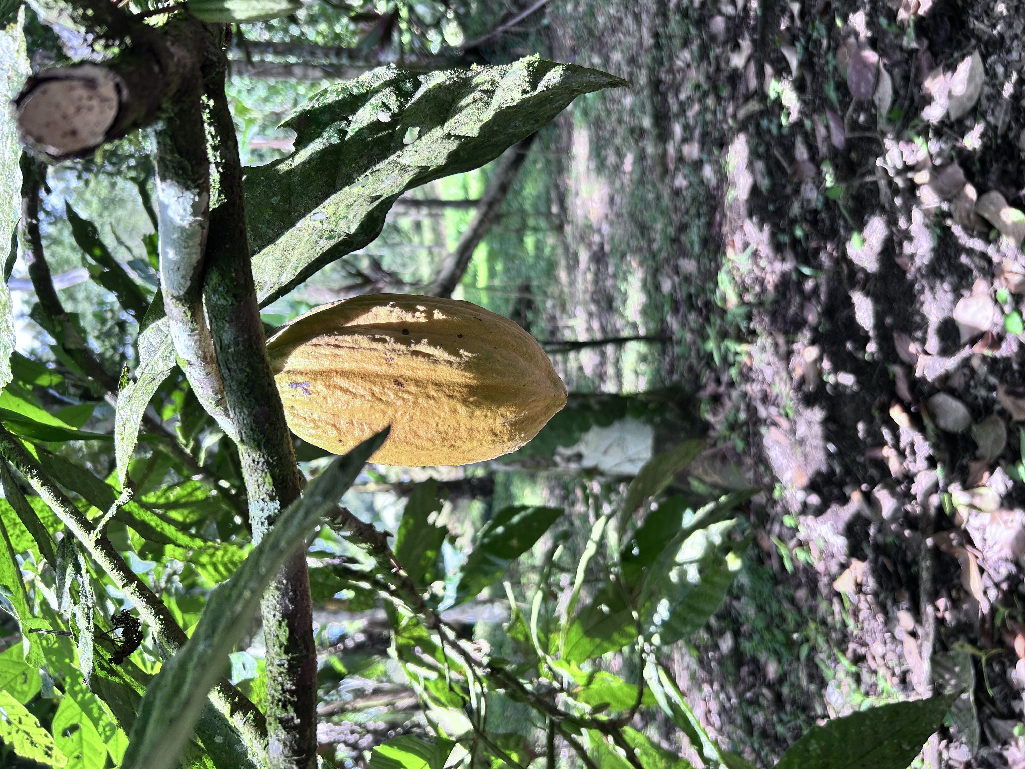 Cacao
