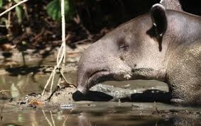 Cochon