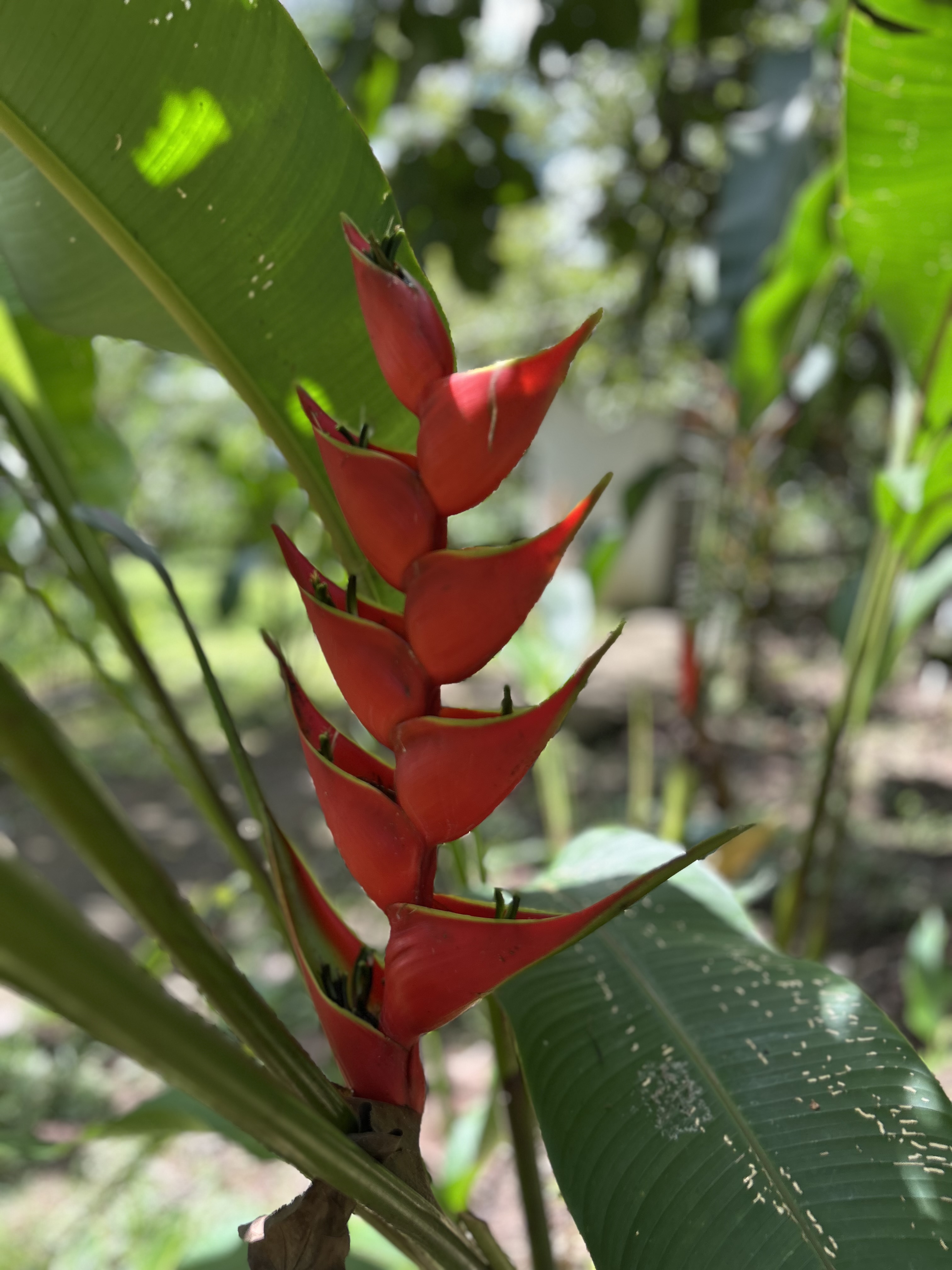 Fleur tropicale