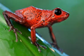 Grenouille