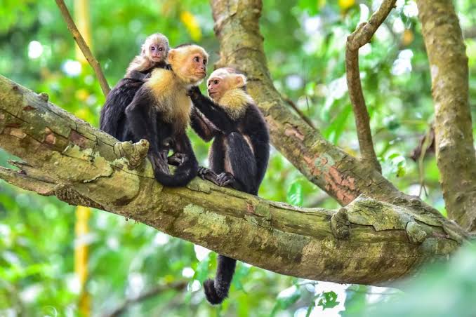 Singes