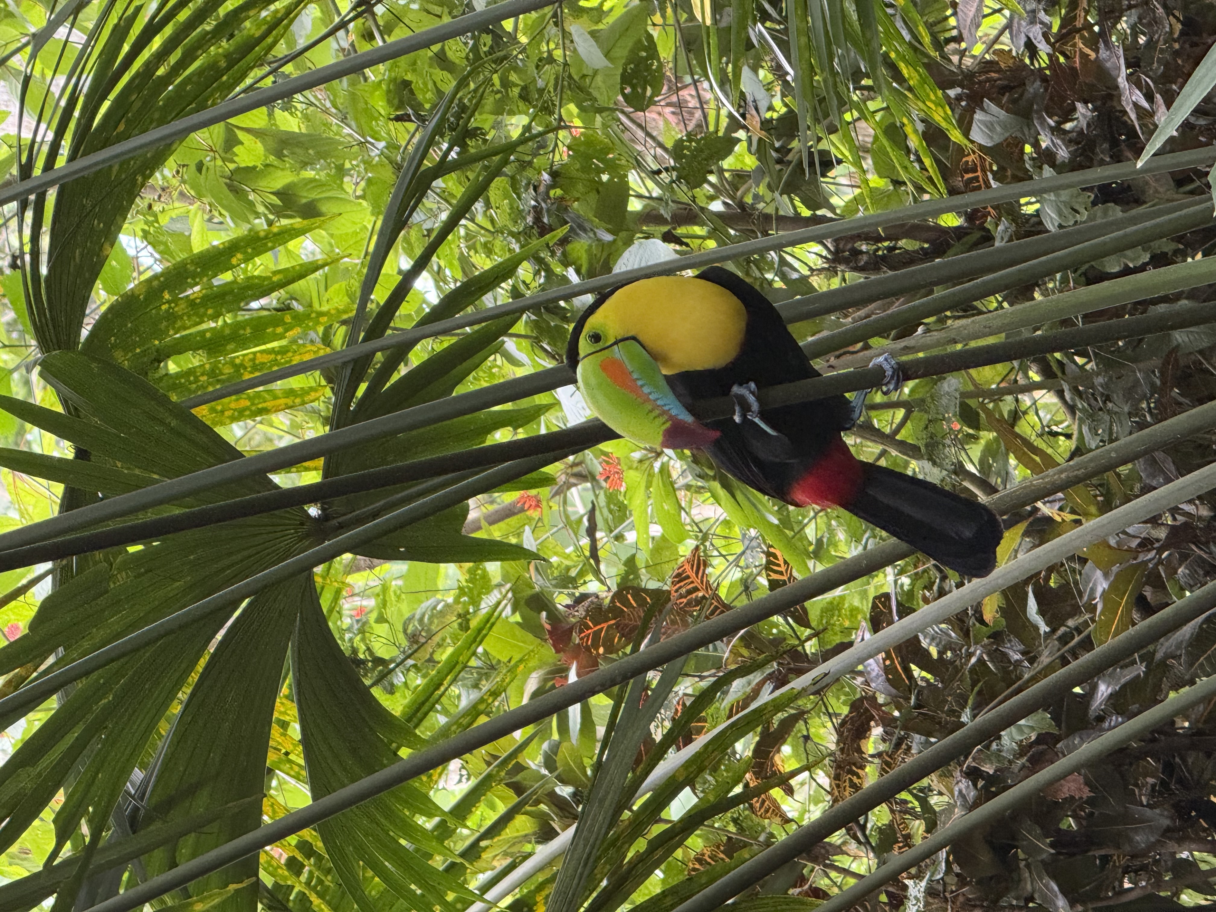 Toucan 2