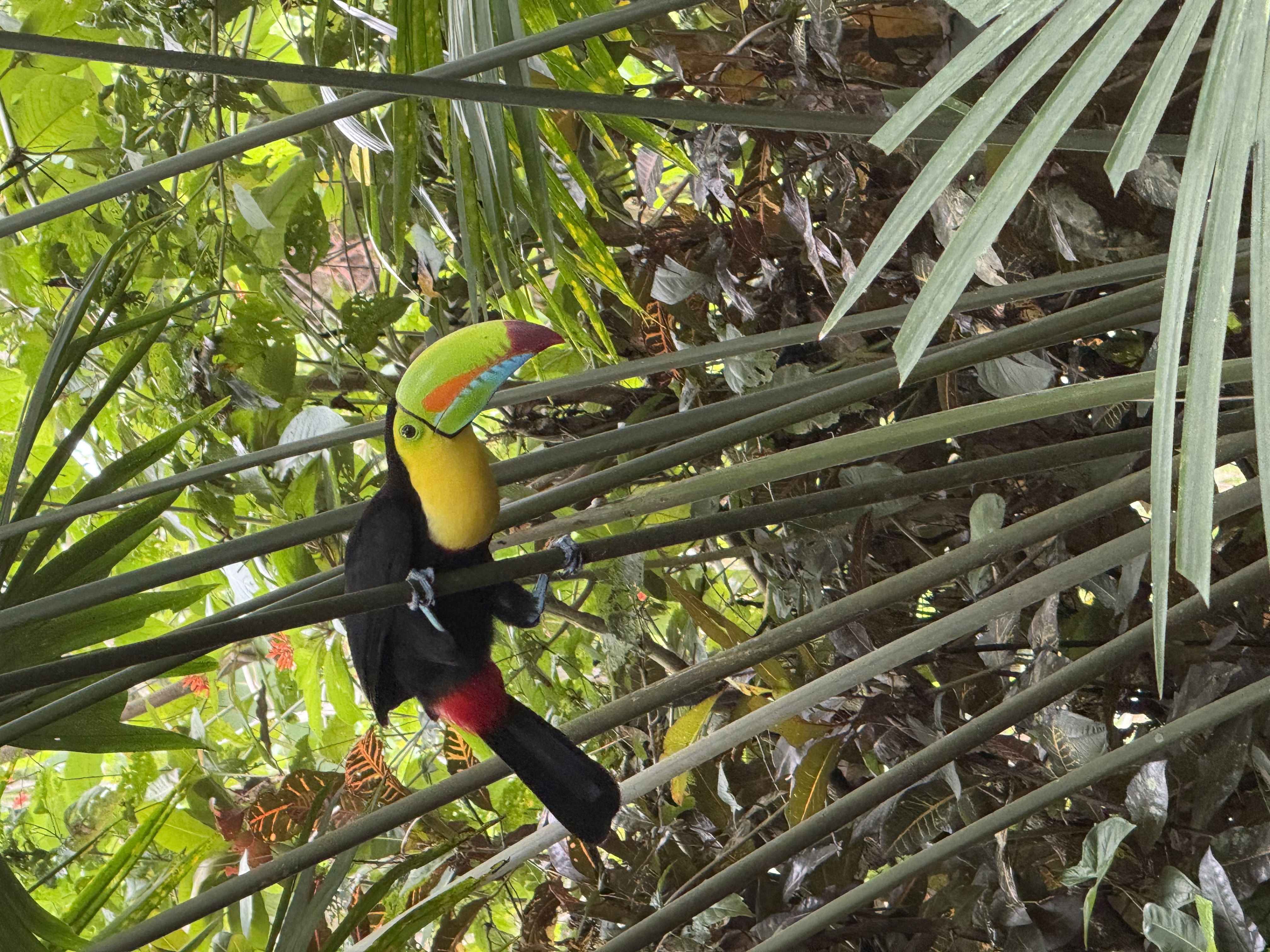 Toucan